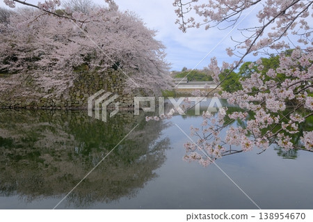 The moat and keep of Hikone Castle with cherry blossoms in bloom The moat and keep of Hikone Castle with cherry blossoms in bloom 138954670