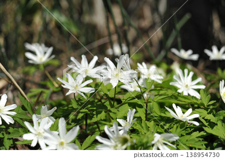 Chrysanthemum egg white Chrysanthemum egg white 138954730