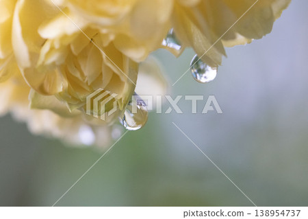 班克木玫瑰花上的水滴 班克木玫瑰花上的水滴 138954737