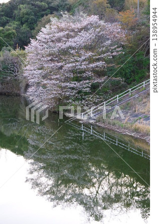 Cherry blossoms in full bloom along the lake of Kawachi Dam in Awaji City, Hyogo Prefecture. 138954944