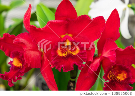 Red Orchid 138955008