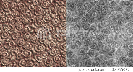 Fossil Coral and Shading Map Comparison Display Fossil Coral and Shading Map Comparison Display 138955072