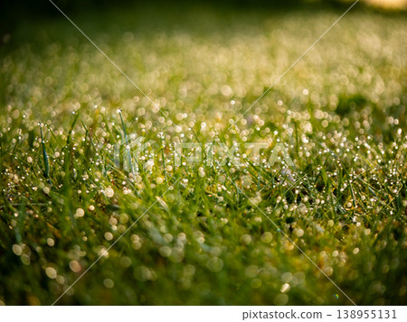 Grass in spring grass dew water droplet bokeh 138955131