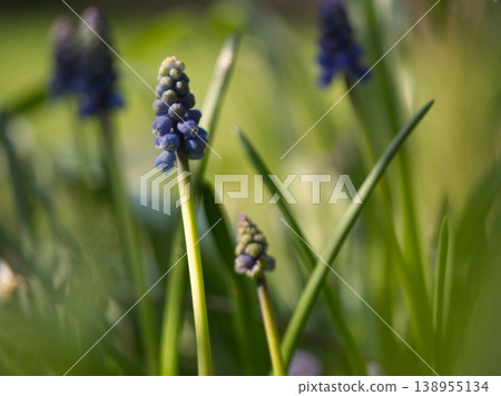 Solitary Blue Grape Hyacinth flower Solitary Blue Grape Hyacinth flower 138955134