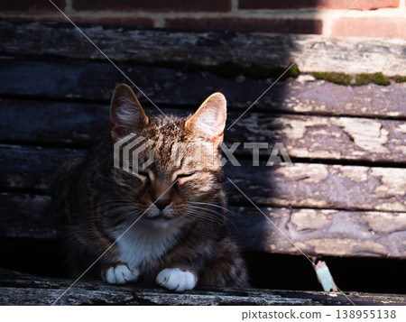 Tabby pet cat on rustic garden bench in sunlight Tabby pet cat on rustic garden bench in sunlight 138955138