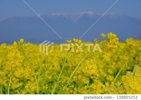 A quintessential early spring scene featuring a field of rapeseed flowers and snow-capped mountains. A quintessential early spring scene featuring a field of rapeseed flowers and snow-capped mountains. 138955252