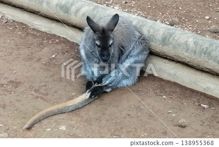 蜷縮的小袋鼠壁紙 138955368