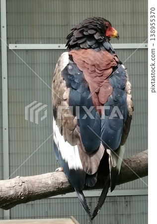 這是最強大的猛禽——侏儒鷹的頭像照片。 138955370