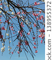 美麗的花朵，紅白相間的梅花，在藍天的襯托下格外醒目。 138955372