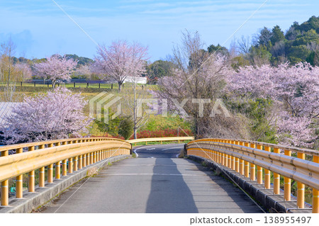 寧靜的鄉村公路景色,櫻花盛開,天空湛藍。 寧靜的鄉村公路景色,櫻花盛開,天空湛藍。 138955497