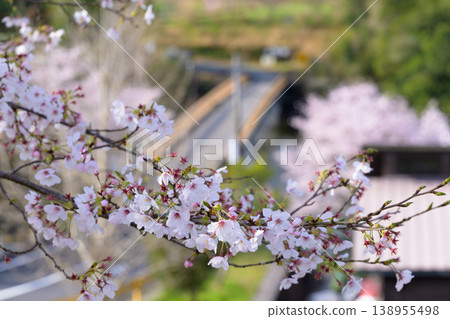A peaceful country road scene with cherry blossoms in full bloom and a clear blue sky. A peaceful country road scene with cherry blossoms in full bloom and a clear blue sky. 138955498