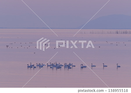 A flock of Bewick's swans overwintering at Lake Biwa. A flock of Bewick's swans overwintering at Lake Biwa. 138955518