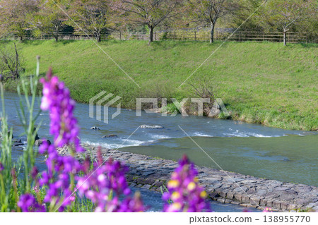 春日河畔景色,野花盛開 春日河畔景色,野花盛開 138955770
