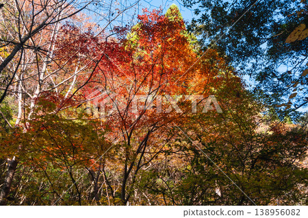 [Japan's Top 100 Waterfalls] Autumn foliage and blue sky at Jakuchi Gorge, Iwakuni City, Yamaguchi Prefecture (Part 2) 138956082