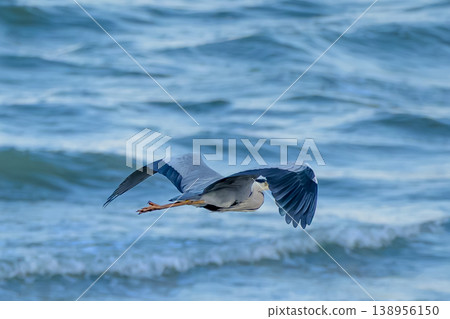 A grey heron shining in the evening light: a scene of flight and hunting on the coast. A grey heron shining in the evening light: a scene of flight and hunting on the coast. 138956150