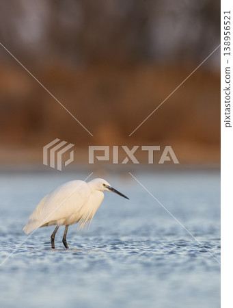Little egret wading in shallow water with warm background Little egret wading in shallow water with warm background 138956521