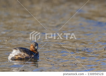 Little grebe swimming on water in Arles, France Little grebe swimming on water in Arles, France 138956528