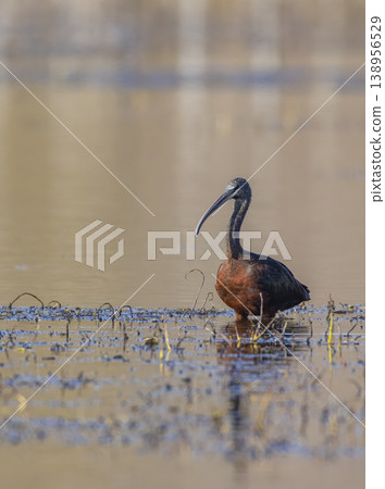 Glossy ibis wading in the calm shallow water Glossy ibis wading in the calm shallow water 138956529
