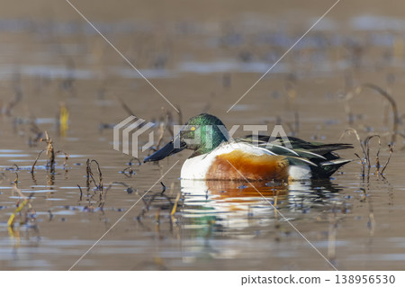 Northern Shoveler duck swimming in tranquil wetland in Arles Northern Shoveler duck swimming in tranquil wetland in Arles 138956530