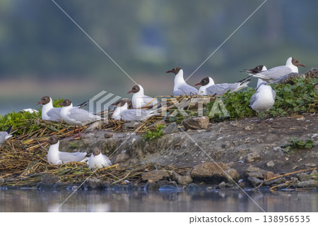 Black headed gulls nesting on muddy bank in Razice Black headed gulls nesting on muddy bank in Razice 138956535