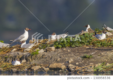 Common gulls nesting with many chicks at Razice, Czechia Common gulls nesting with many chicks at Razice, Czechia 138956536