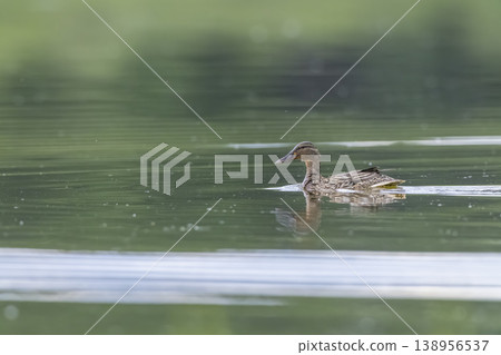 Duck swimming on water surface in Lomnice nad Luznici Duck swimming on water surface in Lomnice nad Luznici 138956537