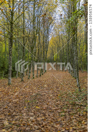 Autumn tree avenue with golden falling leaves Autumn tree avenue with golden falling leaves 138956574