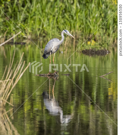 Grey heron standing still reflecting in water Grey heron standing still reflecting in water 138956580