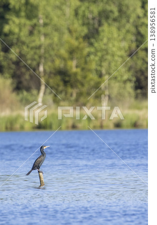 Cormorant bird perching on a pole in Val lake Cormorant bird perching on a pole in Val lake 138956581