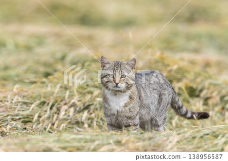 European wildcat standing in field, looking at camera European wildcat standing in field, looking at camera 138956587