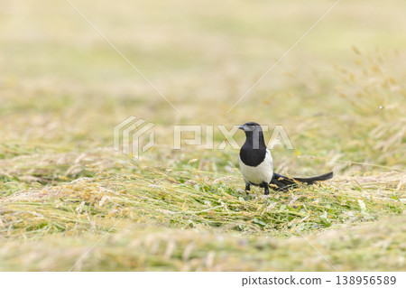 Eurasian magpie bird standing in a field in Haczow, Poland Eurasian magpie bird standing in a field in Haczow, Poland 138956589