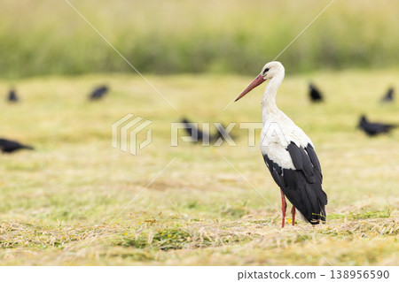 White stork standing in mown field Haczow, Poland 138956590