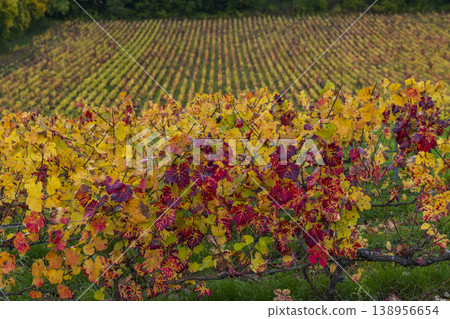 Autumn vineyard leaves showcasing vibrant fall colors in Grand Est Autumn vineyard leaves showcasing vibrant fall colors in Grand Est 138956654