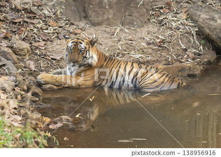 Male Bengal Tiger Cooling Off in Waterhole with Reflection During Summer in Bandhavgarh National Park, India Male Bengal Tiger Cooling Off in Waterhole with Reflection During Summer in Bandhavgarh National Park, India 138956916