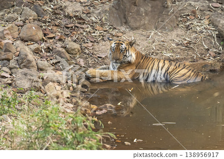 Male Bengal Tiger Resting in Waterhole During Hot Summer in Natural Habitat Bandhavgarh National Park, India Male Bengal Tiger Resting in Waterhole During Hot Summer in Natural Habitat Bandhavgarh National Park, India 138956917