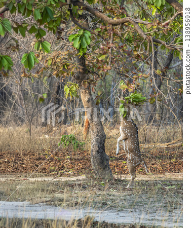Spotted deer standing on hind legs feeding on tree leaves in dry forest, Bandhavgarh National Park, India 138956918