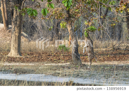 Chital deer browsing leaves from tree while standing upright in forest habitat, Bandhavgarh National Park, India Chital deer browsing leaves from tree while standing upright in forest habitat, Bandhavgarh National Park, India 138956919