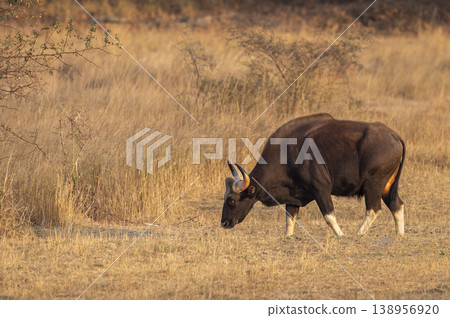 Indian gaur (Bos gaurus) grazing in dry grassland, side profile, Bandhavgarh National Park, India Indian gaur (Bos gaurus) grazing in dry grassland, side profile, Bandhavgarh National Park, India 138956920