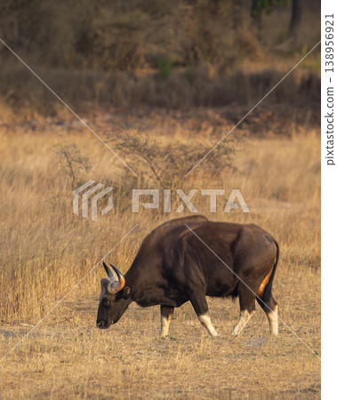 Indian gaur (Bos gaurus) grazing in dry grassland, vertical composition with copy space, Bandhavgarh National Park, India Indian gaur (Bos gaurus) grazing in dry grassland, vertical composition with copy space, Bandhavgarh National Park, India 138956921