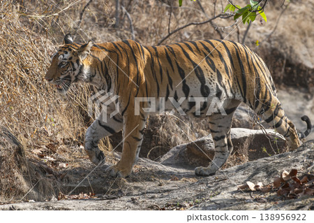 Pregnant Bengal tiger walking in dry forest, side profile view, Bandhavgarh National Park, India 138956922