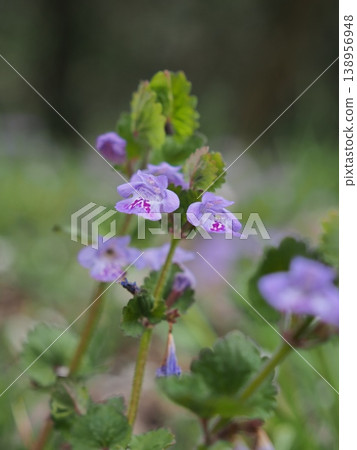 Wild flowers of spring 138956948