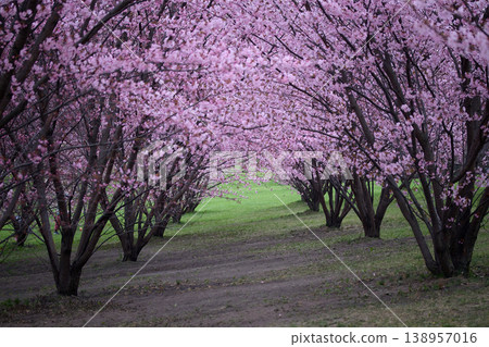 Cherry blossom archway creating a colorful spring tunnel Cherry blossom archway creating a colorful spring tunnel 138957016