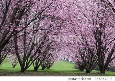 Cherry blossom trees blooming in a springtime park 138957022
