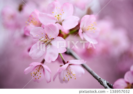 Delicate pink cherry blossoms blooming in spring Delicate pink cherry blossoms blooming in spring 138957032