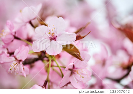 Cherry blossoms blooming pink in springtime garden 138957042