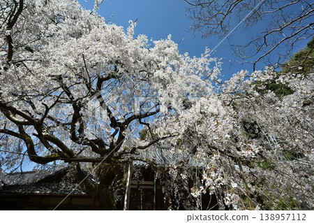 The weeping cherry tree at Jifuku-ji Temple, Haseyama Jizo-in, along the historic road (Kumano Road) in Yamanakadani. The weeping cherry tree at Jifuku-ji Temple, Haseyama Jizo-in, along the historic road (Kumano Road) in Yamanakadani. 138957112