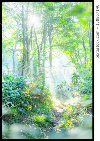 A scene of sunlight shining through the fresh green forest at Oyama Kyoganari 138957140