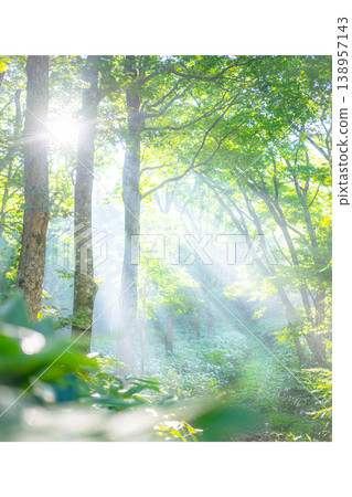 A scene of sunlight shining through the fresh green forest at Oyama Kyoganari A scene of sunlight shining through the fresh green forest at Oyama Kyoganari 138957143
