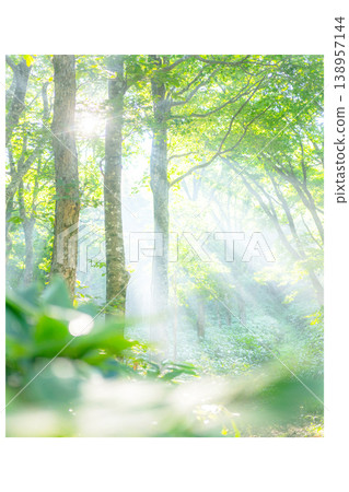 A scene of sunlight shining through the fresh green forest at Oyama Kyoganari A scene of sunlight shining through the fresh green forest at Oyama Kyoganari 138957144