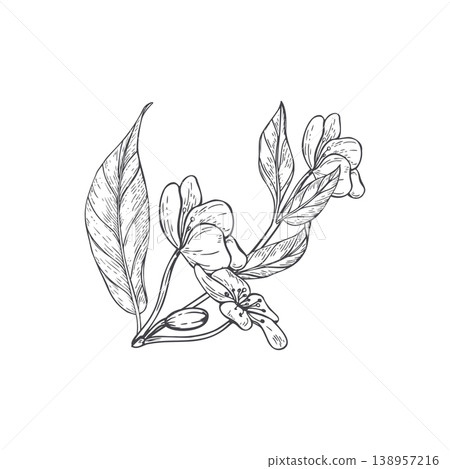 Hand drawn cherry blossom branch with flower and leaf monochrome vector illustration. Botanical sketch of spring bloom. Floral element for wedding invitation, coloring book and nature art. Hand drawn cherry blossom branch with flower and leaf monochrome vector illustration. Botanical sketch of spring bloom. Floral element for wedding invitation, coloring book and nature art. 138957216